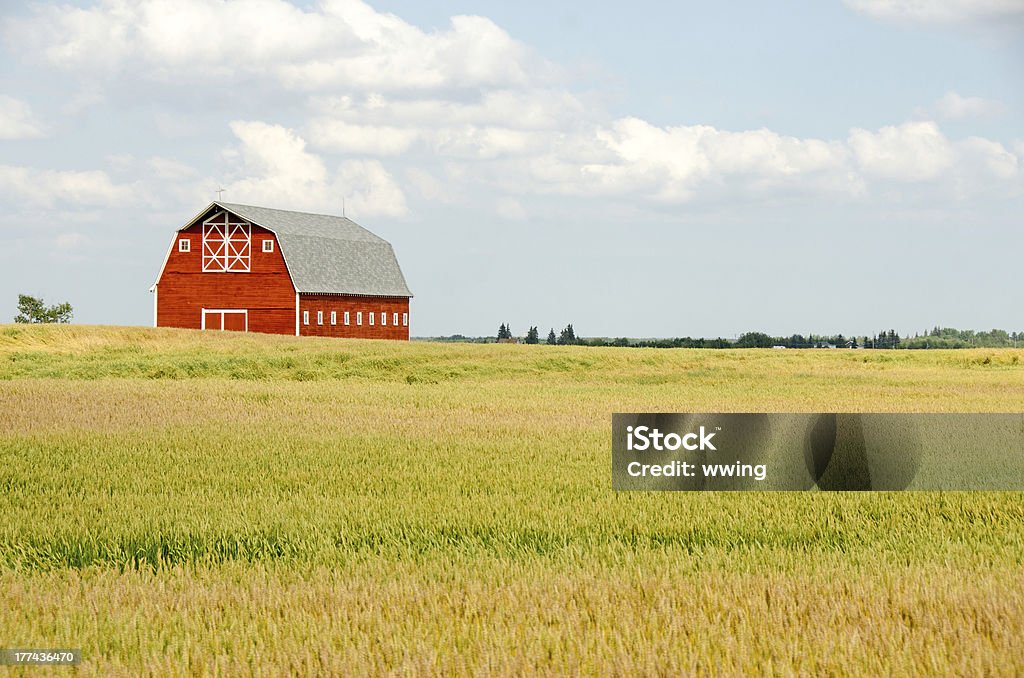 レッ��ドバーンと小麦のフィールド - 田畑のロイヤリティフリーストックフォト