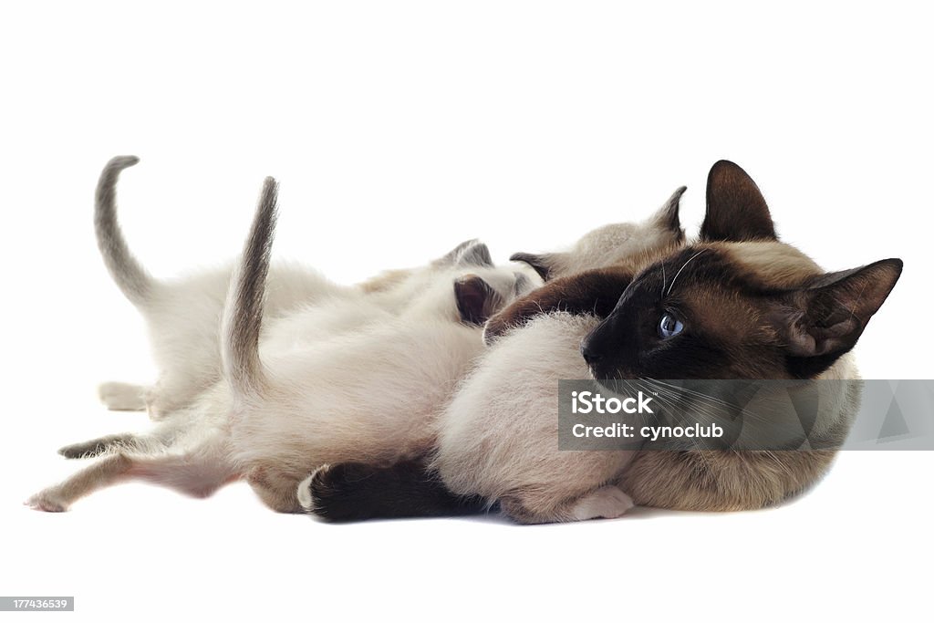 Siamesische Katze und Mutter - Lizenzfrei Blau Stock-Foto