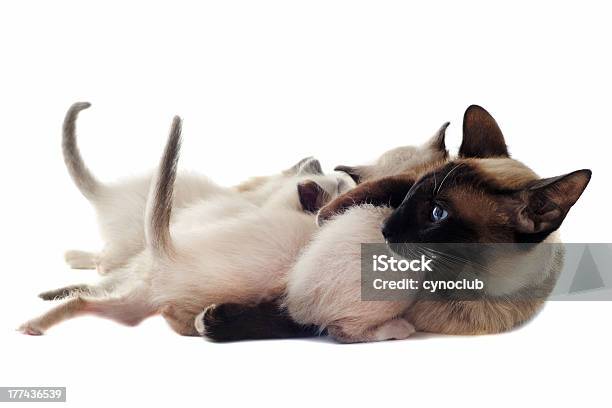 Сиамская Kitten И Мать — стоковые фотографии и другие картинки Белый - Белый, В помещении, Впереди