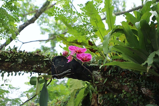 The Moon Orchid or Puspa Pesona is one of Indonesia's national flowers.  First discovered by a Dutch botanist, Dr.  C.L.  Blume.  This orchid plant is widespread from Malaysia, Indonesia, the Philippines, Papua, to Australia.