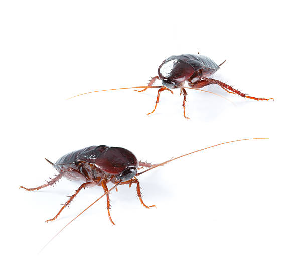 istock Art couple Cockroach bug  isolated on white background 177436790