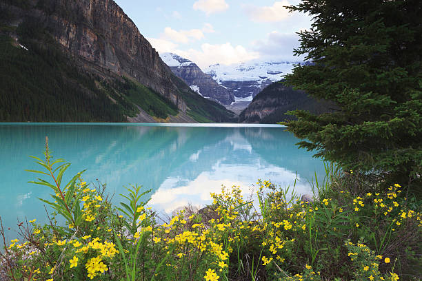 Wildflowers along a mountain lake stock photo