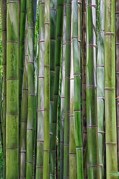 De Bambu - fotografia de stock