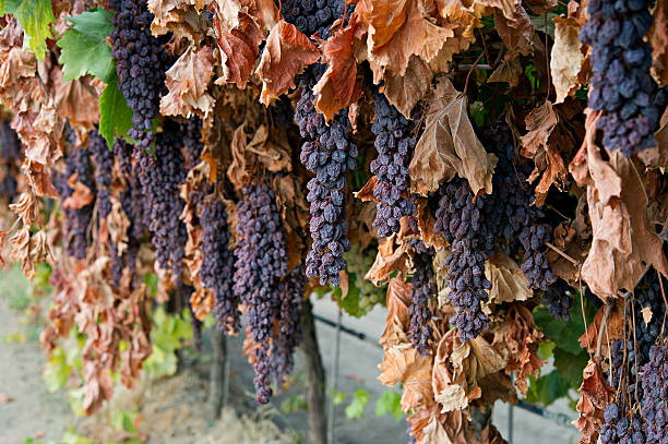 raisins dans le vignoble de dry - sultana california photos et images de collection