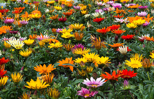 Flower Garden stock photo