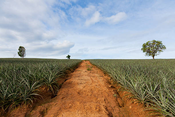 istock The beautiful pineapple farm, Thailand 177437160