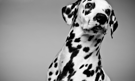 photoshoot of a dalmatian puppy