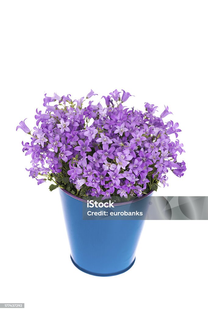 Campánula flor en un recipiente - Foto de stock de Azul libre de derechos