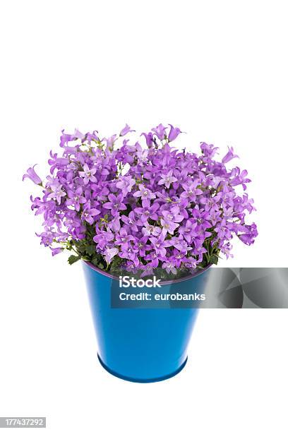 Campánula Flor En Un Recipiente Foto de stock y más banco de imágenes de Azul - Azul, Blanco - Color, Cabeza de flor