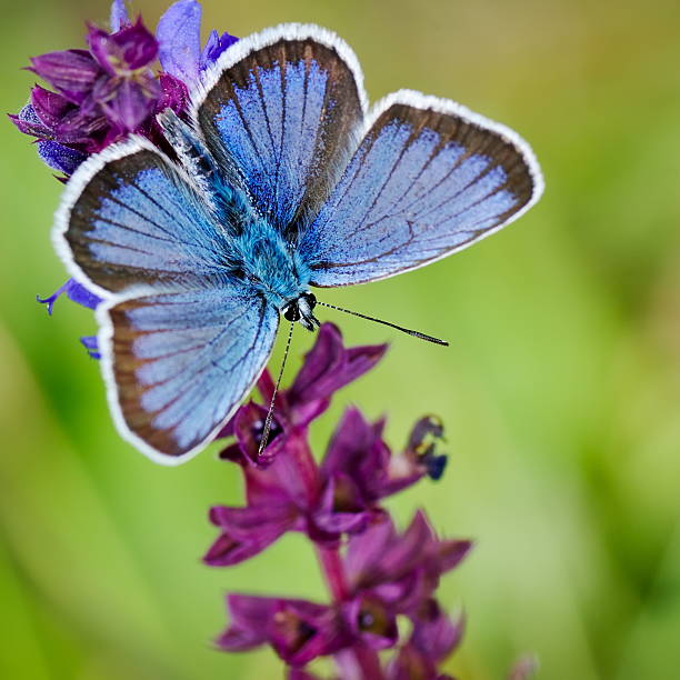 istock butterfly in natural habitat 177437356