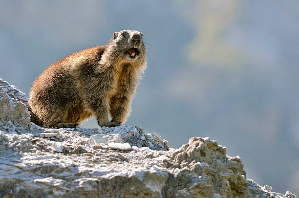 Alpine marmot on rock "Alpine marmot (Marmota marmota) on rock giving a cry of alarm, in the French Alps in Savoie department at La Plagne" alpine marmot (marmota marmota) stock pictures, royalty-free photos & images