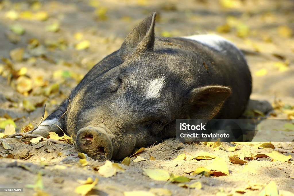 Cerdo ligero - Foto de stock de Aburrimiento libre de derechos