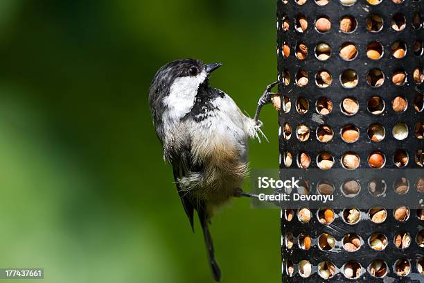 Chickadee And Bird Feeder Stock Photo - Download Image Now - Animal, Backgrounds, Bird