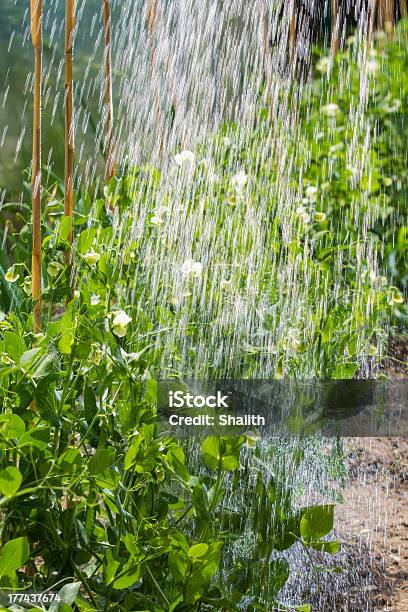 Grow Peas In The Morning Watering Stock Photo - Download Image Now - Agricultural Field, Agriculture, Bean