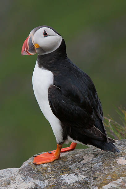 istock Atlantic Puffin (Fratercula arctica) at Runde island (Norway) 177437760