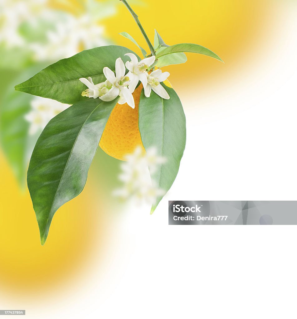 Orange and flower growing Orange and flower growing.  Design border  over white Blossom Stock Photo