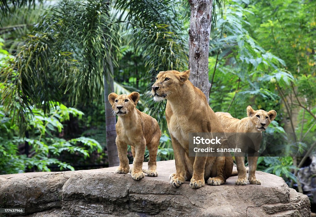 Family of lions Family of lions in a zoo. Bali. Indonesia Animal Stock Photo
