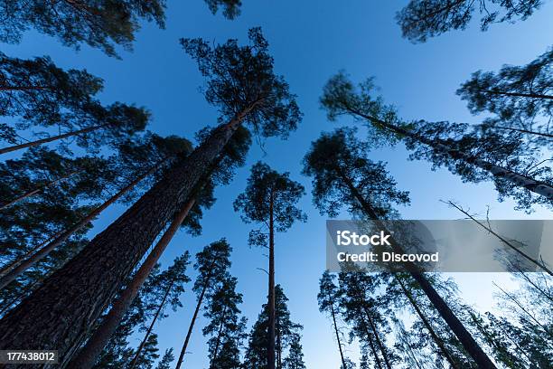 Sky In Pine Forest Stock Photo - Download Image Now - Blue, Fish-Eye Lens, Forest