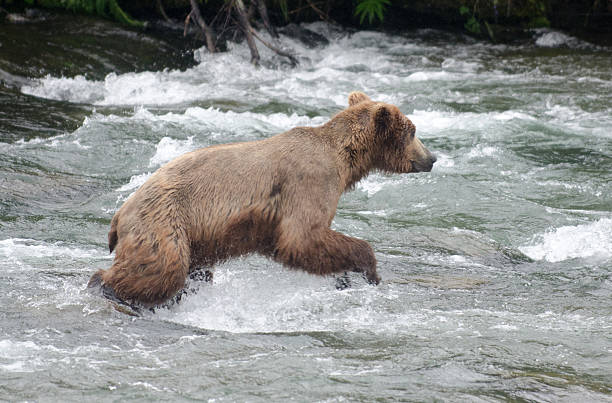 istock Large Brown Bear fishing for salmon in a river 177438277