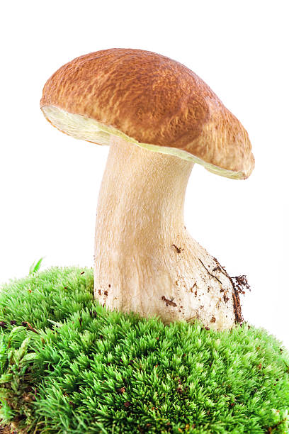 boletus edulis champignons - cepe fungus forest dining photos et images de collection