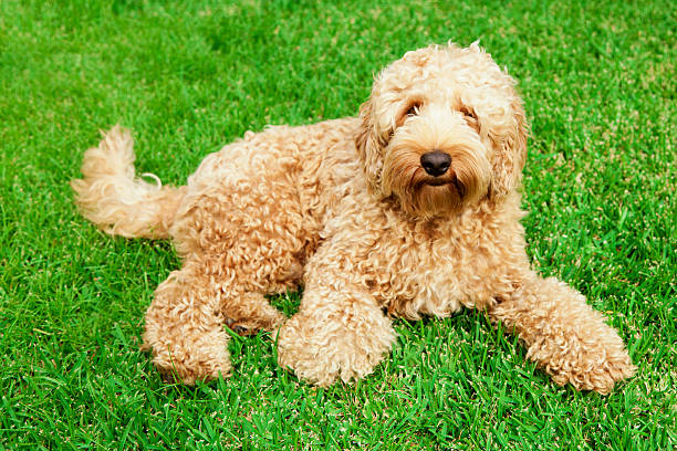 Cute labradoodle on a grassy field Cute golden labradoodle laying in lush green grass. labradoodle stock pictures, royalty-free photos & images