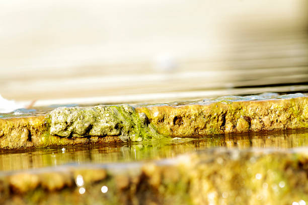 istock scene mosses and aquatic plants 177438506