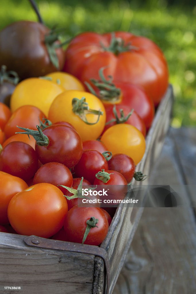 Tomaten - Lizenzfrei Ernten Stock-Foto