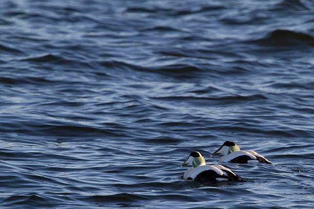 Friends at sea Two male eider ducks floating together on the open sea. eider duck stock pictures, royalty-free photos & images