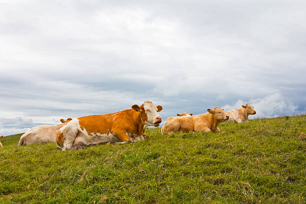 istock Cows at Rest in Ireland 177438879