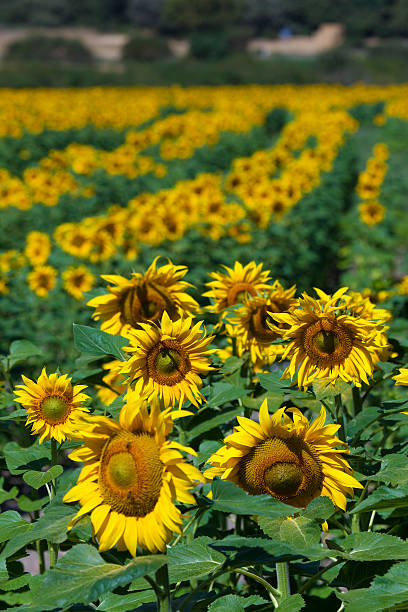 sunflowers, villarcayo - villarcayo sunny landscapes nature imagens e fotografias de stock