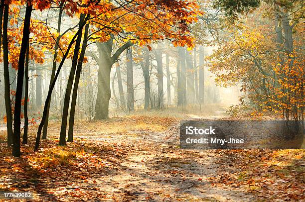 Morning In The Autumn Forest Stock Photo - Download Image Now - Autumn, Back Lit, Backgrounds
