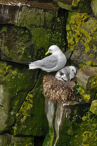 Photo of Black-legged Kittiwakes (Rissa tridactyla)