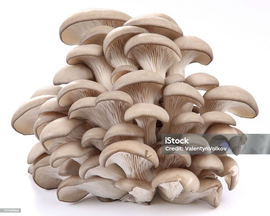 Oyster mushrooms Oyster mushrooms on a white background Oyster Mushroom Stock Photo