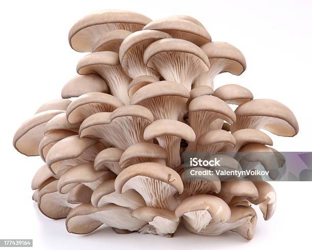 Oyster Mushrooms Stock Photo - Download Image Now - Oyster Mushroom, Agriculture, Edible Mushroom