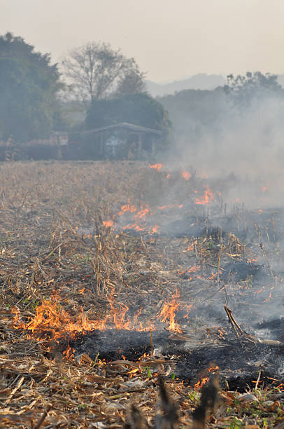 istock Fire in the corn field after harvest 177439236