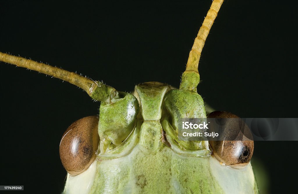 Green Cricket Head - Lizenzfrei Einzelnes Tier Stock-Foto