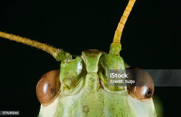 Green Cricket Head Stockfoto und mehr Bilder von Einzelnes Tier - Einzelnes Tier, Extreme Nahaufnahme, Facettenauge