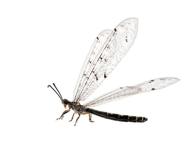 istock Ant-lion lacewing insect macro, side view, wings outspread 177439242
