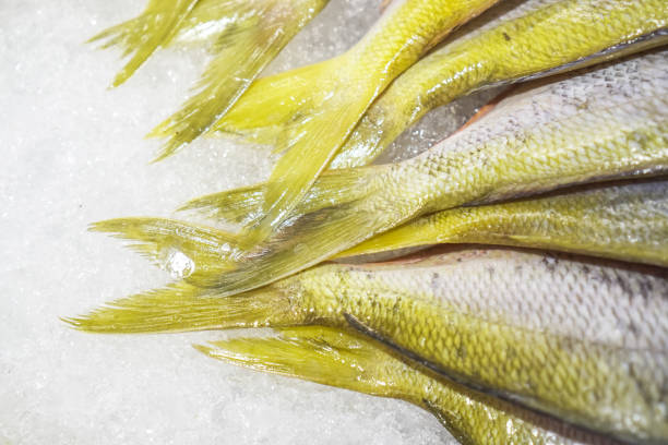 zbliżenie: stos świeżego fizyliera żółtoogonowego caesio sprzedawanego w formie zaaranżowanej na wystawie lodowej. ryby złowione przez rybaków. koncepcja pełnowartościowej zdrowej żywności, odżywiania, kwasów omega-3, białka zwierzęcego, o - chryzor zdjęcia i obrazy z banku zdjęć