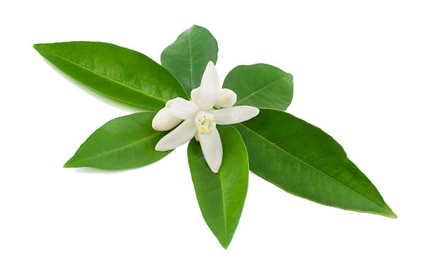 istock White glower with green leaves isolated on white background 177439383