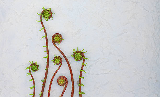 istock Deer Fern Fiddleheads 177439810