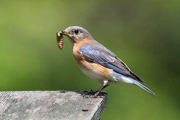istock Female Eastern Bluebird With Insect 177439812