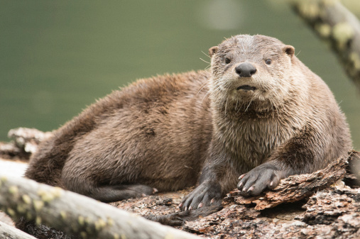 River otter on log