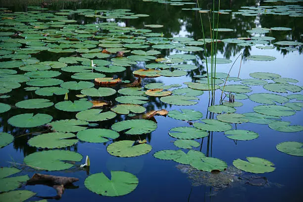 Lilypads (shaped like Pacman) float quietly on the surface of a calm pond.