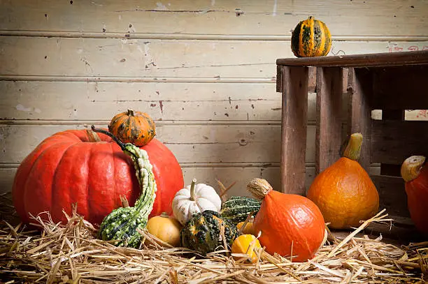 pumpkin and bittergourds on straw