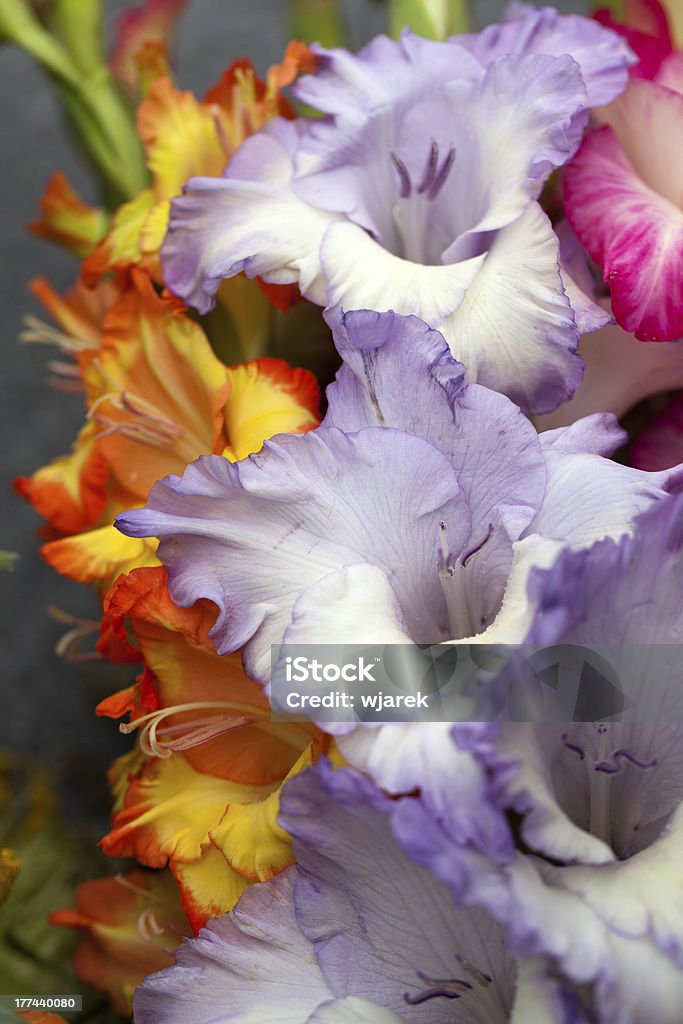 bouquet gladioli - Lizenzfrei Blume Stock-Foto