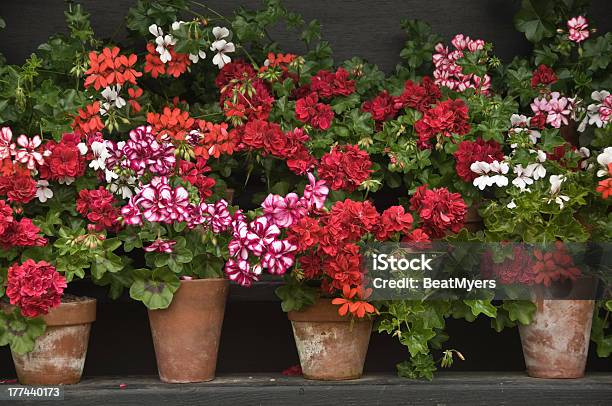 Pots Of Colourful Geraniums Stock Photo - Download Image Now - Geranium, Flower, Flower Head