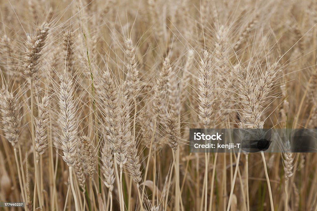 Campo de trigo - Foto de stock de Agricultura royalty-free