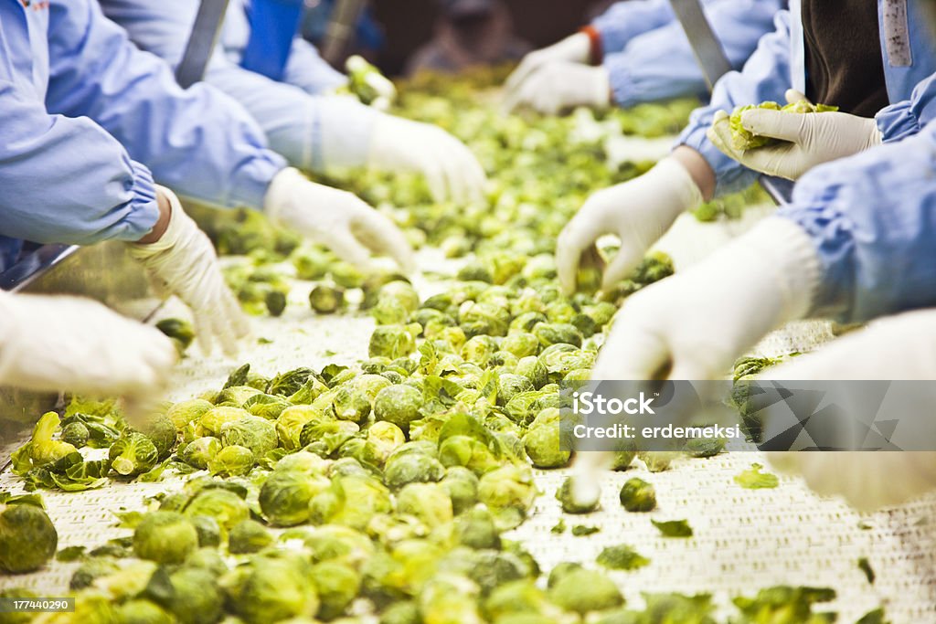 Harvested Brussels Sprouts on conveyor Belt Activity Stock Photo