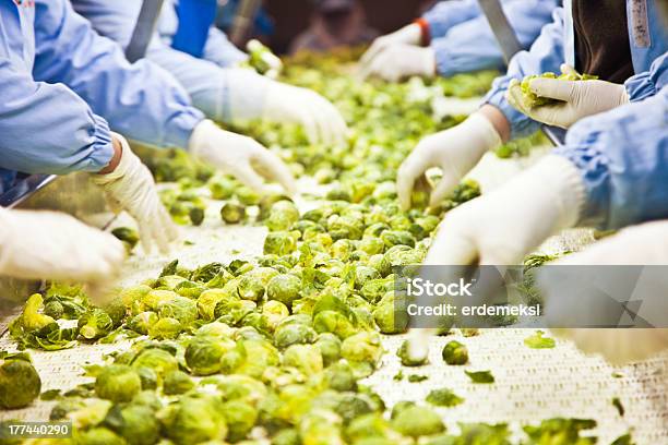Harvested Brussels Sprouts On Conveyor Belt Stock Photo - Download Image Now - Activity, Agriculture, Beauty